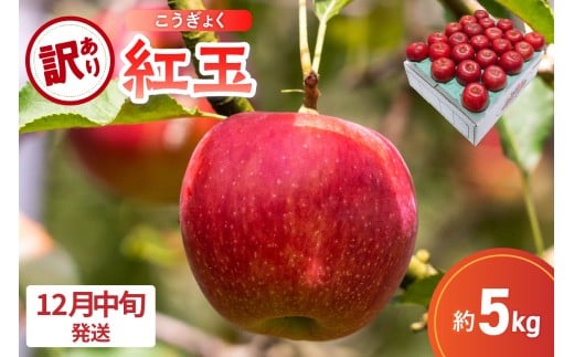 【2025年12月中旬発送】【訳あり】 りんご 5kg 紅玉 アップルパイ に最適 青森 不揃い青森県五所川原市16000果物・フルーツりんご・梨