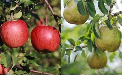 TӂƃEtXl v5kgy1510401z{錧Ύs13000ʕEt[c񂲁E