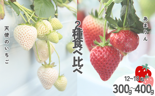 発送1月〜【先行受付】紅白いちご 2種食べ比べ 「あまりん」&「天使のいちご」300〜400g【苺】あまりん イチゴ おおきい スイーツ あかい 果物 ふるさと納税 いちご うまい フルーツ 期