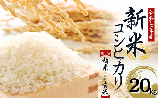 【令和7年産】 水野農園の加須市北川辺産 コシヒカリ 20s 《選べる!精米or玄米》|お米 新米 米 令和7年 こしひかり埼玉県加須市48000米・パン白米