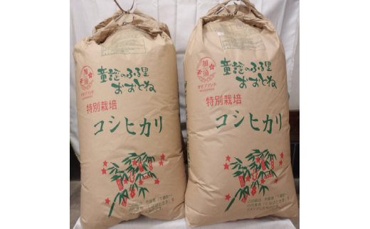 特別栽培米コシヒカリ 精米または玄米のままで30s 玄米のまま30kg×1袋埼玉県加須市50000米・パン白米