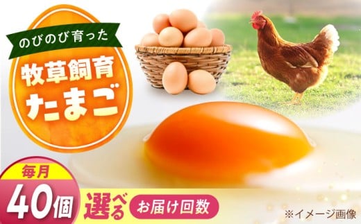 天心山 たまご 40個 【回数が選べる定期便】【全6回定期便】卵 たまご 高級 食品 たまごかけご飯 卵かけご飯 卵焼き 生卵 濃厚 ケーキ お菓子 づくり ランキング 上位 人気 おすすめ 定期便