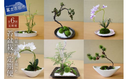 【偶数月にお届け】和モダン 苔盆栽の6回定期便  こけ盆栽 松 バンブー 蘭 ゼンマイ コチョウラン 年6回 定期 山梨 富士吉田山梨県富士吉田市90000衣類・装飾品・工芸品その他 装飾品・工芸