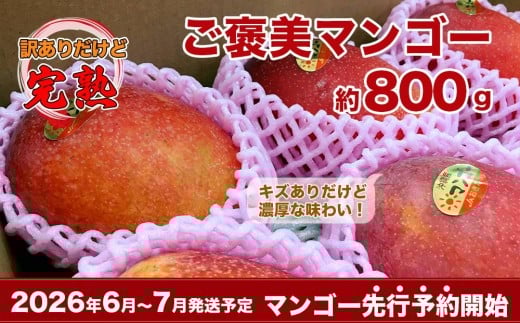 y2026NEs\zւ̂JAbv}S[@800gꌧs9000ʕEt[c}S[EpCibv