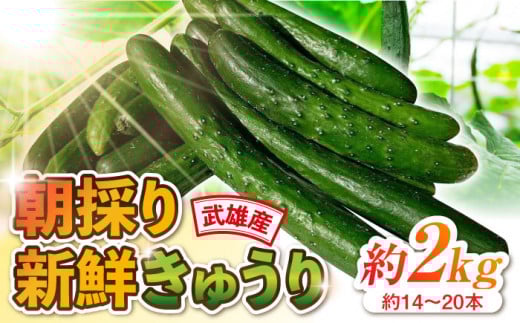 ̂VNイ 2kgi14`20{j/ y's companyiutsuayaj [UDX001]ꌧYs8000؁Ê̑ 