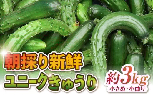 ̂VNj[Nイ 3kgi߁EȂj / y's companyiutsuayaj [UDX003]ꌧYs14000؁Ê̑ 