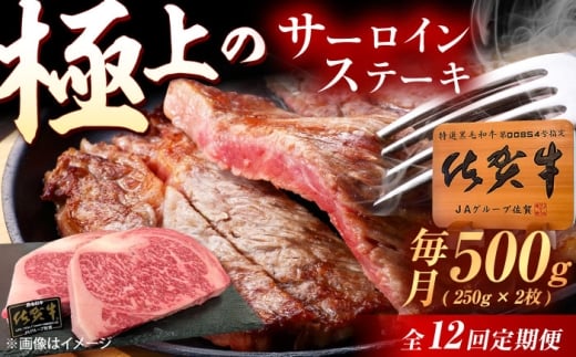 y12ցzꋍ T[CXe[L 500gi250g×2j /MK~[gY [UEM023] T[C Xe[L [낢 ā[ Xe[L ā[  Y uh aꌧYs235000