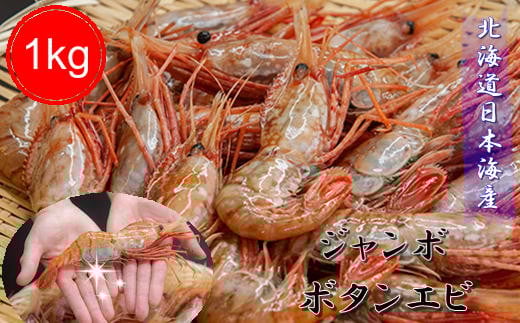 7-040-001 ジャンボボタンエビ 1kg(10〜20尾)北海道増毛町40000魚介・海産物エビ
