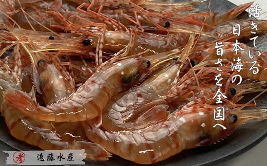 7-024-005 ボタンエビ 1kg(40尾前後)北海道増毛町24000魚介・海産物エビ