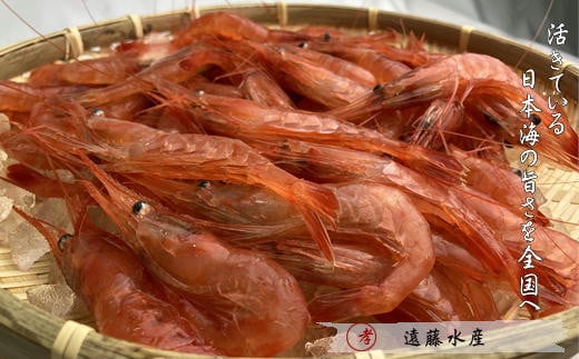 7-026-004 甘えび 3kg(270尾前後)北海道増毛町26000魚介・海産物エビ