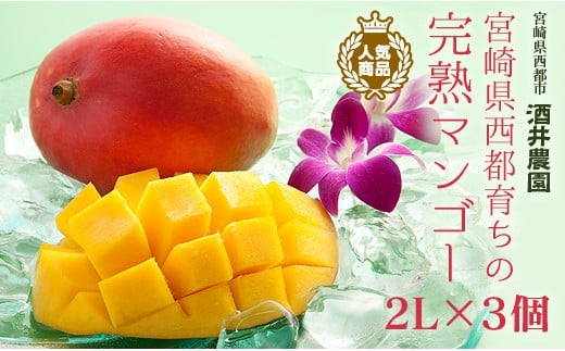 【酒井農園 】西都産 宮崎完熟マンゴー2L×3個 産生者直送<1.6-2>【先行予約】宮崎マンゴー宮崎県西都市16000果物・フルーツマンゴー・パイナップル