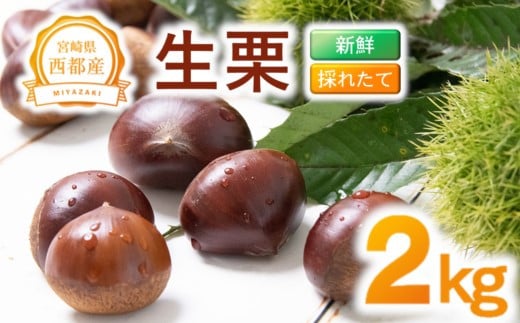 新鮮朝どれ国産生栗 2s 西都市産【先行予約】<1-283>くり 栗  国産 生栗 果物 フルーツ 栗きんとん スイーツに★宮崎県西都市11000果物・フルーツその他 果物・フルーツ