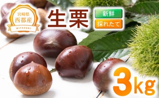 新鮮朝どれ国産生栗 3s 西都市産<1.4-23>くり 栗  国産 生栗 果物 フルーツ 栗きんとん スイーツに【先行予約】宮崎県西都市14000果物・フルーツその他 果物・フルーツ