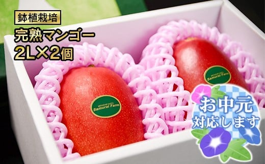 【お中元ギフト】鉢植栽培 西都産完熟マンゴー 2L×2個 宮崎県西都産 サムライファーム<1.5-130>宮崎マンゴー 果物 フルーツ 甘い宮崎県西都市15000果物・フルーツマンゴー・パイナップル