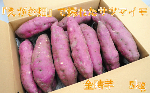 Tc}C ܂    C 5kg  AJx x zNzN VՂ w XC[g|eg ӂ邳Ɣ[  yls { ̂܂zQls9000