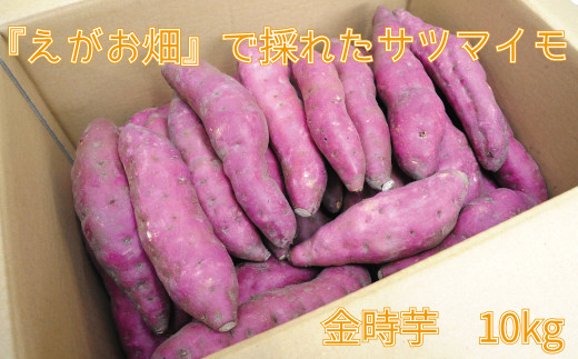 Tc}C ܂    C 10kg  AJx x zNzN VՂ w XC[g|eg ӂ邳Ɣ[  yls { ̂܂zQls18000