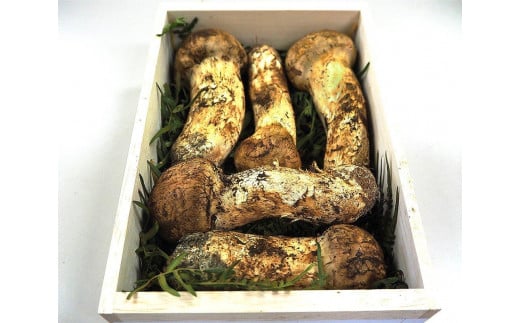 希少!令和7年度 奥能登特産松茸石川県能登町164000野菜・きのこきのこ