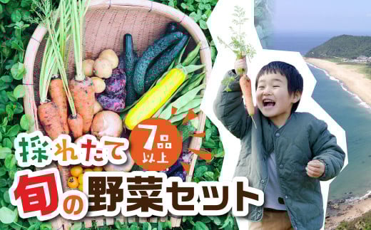 金賞受賞 有機栽培 旬彩野菜セット 旬の野菜 7品目以上 レシピ付き お届け 国産 新鮮 農薬不使用 化学肥料不使用 産地直送 こだわり野菜愛知県田原市12000野菜・きのこその他 野菜