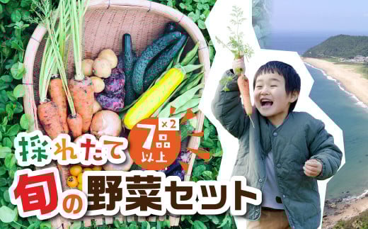 金賞受賞 有機栽培 旬彩野菜セット 旬の野菜 7種14品目以上 レシピ付き お届け 国産 新鮮 農薬不使用 化学肥料不使用 産地直送 こだわり野菜愛知県田原市23000野菜・きのこその他 野菜