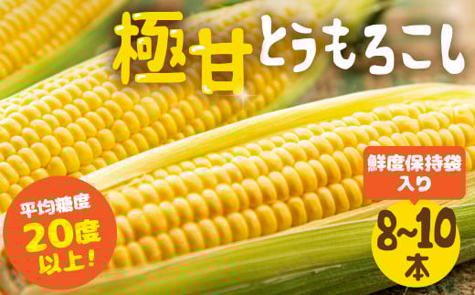 【秋採れお届け】 平均糖度20度以上 極甘とうもろこし 8~10本 鮮度保持袋入り愛知県田原市12000野菜・きのことうもろこし