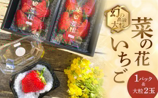 先行予約 2026年1月〜発送開始 菜の花いちご 1パック(6〜8粒入)・大粒2玉愛知県田原市29000果物・フルーツいちご