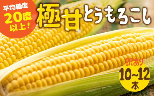 【夏採れお届け】 平均糖度20度以上 極甘とうもろこし 10本~12本 鮮度保持袋無し 2026年先行予約愛知県田原市12000野菜・きのことうもろこし