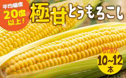 【秋採れお届け】 平均糖度20度以上 極甘とうもろこし 10本~12本 鮮度保持袋無し愛知県田原市12000野菜・きのことうもろこし