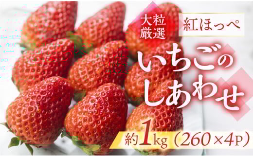 ≪先行予約≫【愛知県・田原産】ブランドいちご「いちごのしあわせ」4パック(約260g×4P) お届け月指定なし/ 苺 イチゴ フルーツ 果物 農薬節減 愛知県 特産品 産地直送 田原市 渥美半島