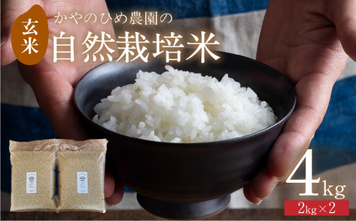 【先行予約】 かやのひめ農園 自然栽培米 【令和7年産】玄米 4kg  (コシヒカリ) 米 自然栽培 自家採種 農薬不使用 愛知県 田原市愛知県田原市10000米・パン玄米・雑穀米・もち米・餅
