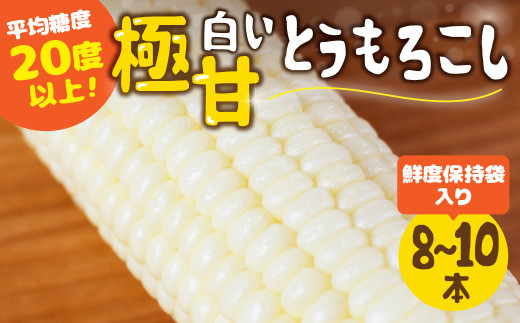 【夏採れお届け】 平均糖度20度以上 白い極甘とうもろこし 8〜10本 鮮度保持袋入り愛知県田原市12000野菜・きのことうもろこし