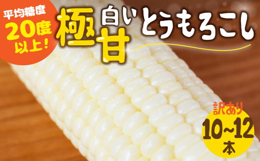 【夏採れお届け】 平均糖度20度以上 白い極甘とうもろこし 10〜12本 鮮度保持袋無し愛知県田原市12000野菜・きのことうもろこし