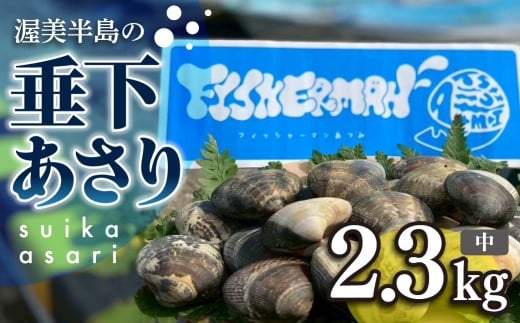 【先行予約】どでかい!垂下あさり 2.3kg 中 サイズ あさり ブランドあさり 浅利 ダシ 出汁 味噌汁 国産 アサリ 愛知県 田原市 新鮮 砂抜き 海鮮 魚介類 魚介 貝 人気 パスタ などに愛知県田原