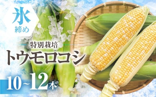 【先行予約】渥美半島産 寺田さんちのとうもろこし バイカラー 10本〜12本 約4kg とうもろこし デザート 農家直送  朝採れ コーン 野菜 キャンプ BBQ バーベキュー おやつ 田原市 渥美半島