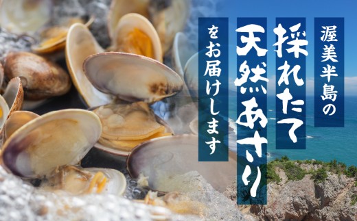 《先行予約》旬の渥美産 天然 活あさり 1.5kg  先行予約 ふるさと納税 あさり 国産 ふるさと納税 アサリ 採れたて ふるさと納税 砂抜き 海鮮 魚介類 魚介 貝  産地直送 応援 寄附愛知県田原市1