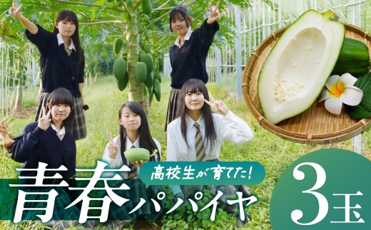 高校生が育てた!青春パパイヤ 3玉 計2kg以上 青パパイヤ パパイヤ 野菜 渥美農業高校 高校生 高校 学生 応援 支援 栄養 健康 美容 くだもの フルーツ 果物 愛知県 田原市 渥美半島 お取り寄