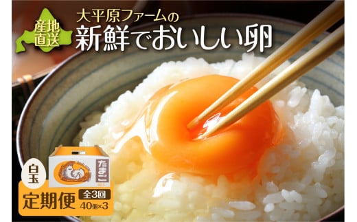 【3回定期便】大平原ファームの新鮮でおいしい卵 計40個(白卵)×3ヶ月_S035-0003北海道清水町34000卵・乳製品卵(鶏、烏骨鶏等)