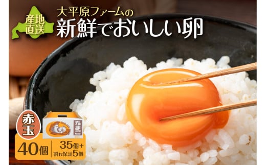 啽t@[̐VNł(ԗ) 40_S035-0014kC13000Eii{AG{j