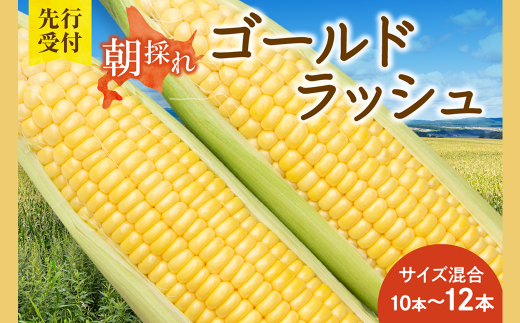 先行受付!【2026年8月頃〜発送開始!】北海道十勝清水町産 黄金の甘さ ゴールドラッシュ!サイズ混合 10〜12本 北海道産 2026年 とうもろこし とうきび 産直 産地直送 清水町 北海道 _S021-0019