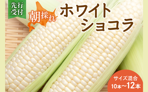 先行受付!【2026年8月頃〜発送開始!】北海道十勝清水町産 白いとうもろこし ホワイトショコラ サイズ混合 10〜12本 北海道産 2026年 とうもろこし とうきび 産直 産地直送 清水町 北海道 _S02