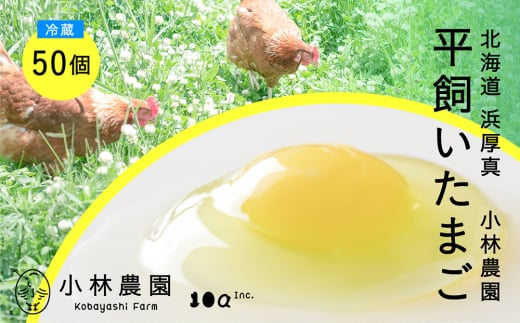 y①zz̖򥕽L 50s^tyeA[Ёz ܂  { ʎq   kC   [AXAN010]kC^14000Eii{AG{