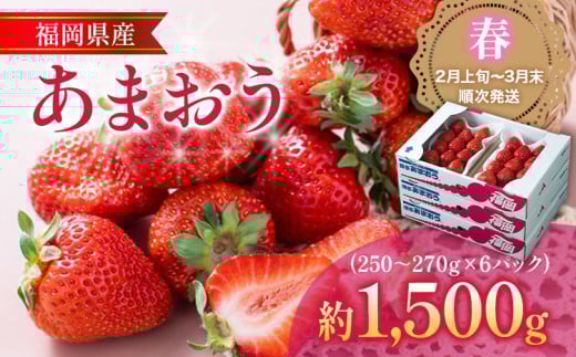 福岡産【春】あまおう 6パック 合計約1500g〜1620g 約1.5kg (1パックあたり約250g〜約270g) いちご 苺 果物 フルーツ 九州産 福岡県産 冷蔵  【2月上旬発送開始予定】福岡県志免町18000果物・フル
