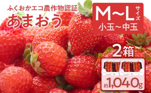 ふくおかエコ農作物認証あまおう M〜Lサイズ 2箱セット あまおう イチゴ 苺 いちご フルーツ 果物 くだもの 福岡県産 お取り寄せグルメ お取り寄せ 福岡 お土産 九州 福岡土産 取り寄せ グル