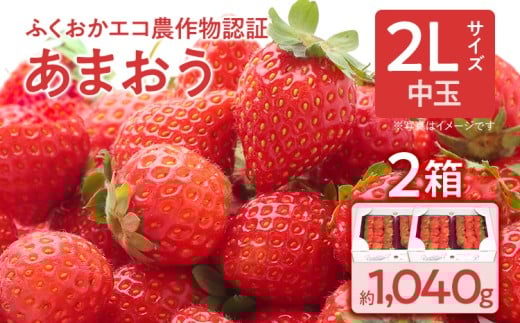 ふくおかエコ農作物認証あまおう 2Lサイズ 2箱セット あまおう イチゴ 苺 いちご フルーツ 果物 くだもの 福岡県産 お取り寄せグルメ お取り寄せ 福岡 お土産 九州 福岡土産 取り寄せ グルメ