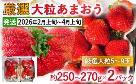 y2026Ns\zI嗱܂(250`270g×2pbN)  t[c ʕ ܂  C`S Mtg 嗱 y2026N2{`2026N4{zuƒ12000ʕEt