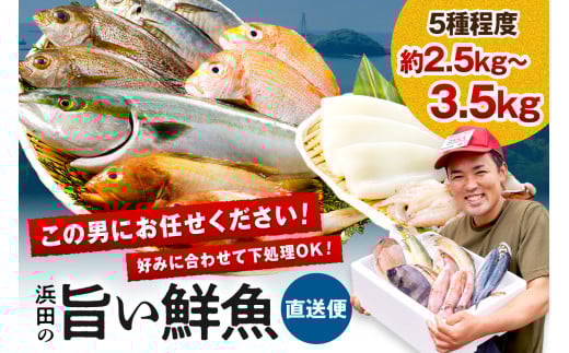この男に任せてみませんか〜浜田の旨い鮮魚直送便〜 海鮮 鮮魚 詰め合わせ セット おまかせ 人気 お取り寄せ 【006_2043】島根県浜田市17000魚介・海産物鮮魚