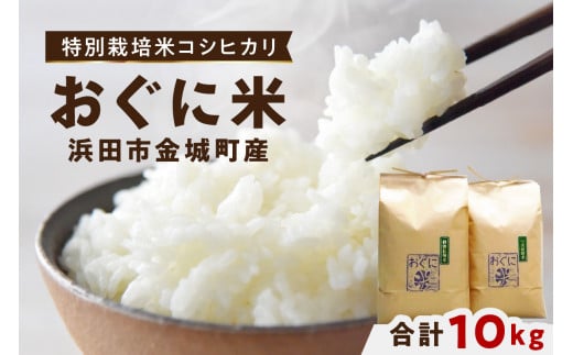 【令和7年産】浜田市金城町産の美味しいコシヒカリ100%【おぐに米】10kg 10キロ 米 おこめ コシヒカリ 白米 精米 特産品 ごはん お取り寄せ 小分け 【071_2070】島根県浜田市32000米・パン白米