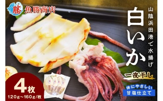 【山陰浜田港・水揚げ】 白いか一夜干し(4枚) 魚介類 魚貝類 干物 干もの 一夜干し 白いか 特産品 つまみ 加工品 【136_1996】島根県浜田市11000魚介・海産物干物