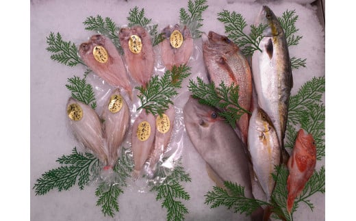 鮮魚と干魚のコラボセット 年6回定期便(偶数月配送) 定期便 6回 鮮魚詰め合わせ 鮮魚 干物 ひもの 冷蔵 お任せ セット 詰め合わせ 下処理済 一夜干し 【096_1697】島根県浜田市183000魚介・海