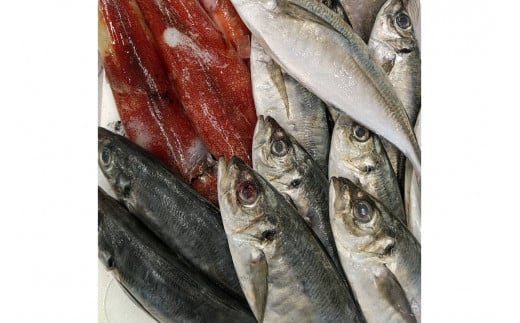 旬の鮮魚1.2〜3.5kgつめあわせ◎創業令和3年の鮮魚屋さん厳選セット 魚介類 鮮魚 海産物 魚 詰合せ 旬 セット 【171_1641】島根県浜田市15000魚介・海産物鮮魚