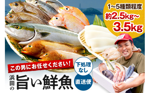 この男に任せてみませんか〜浜田の旨い鮮魚直送便(下処理なし)〜 海鮮 鮮魚 詰め合わせ セット おまかせ 旬 直送便 人気 お取り寄せ 【006_2048】島根県浜田市15000魚介・海産物鮮魚